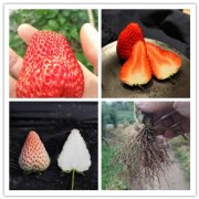 <b>三亚海棠宁玉草莓苗种植时间2025排名一览</b>